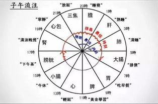 子午是什么意思?