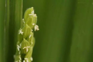 稻花什么季节开放