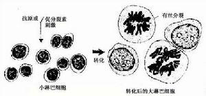 什么是抗原?