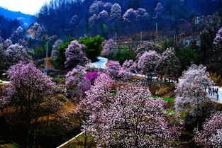 “百啭千声随意移,山花红紫树高低”这两句诗描写了怎样的情景?_百度