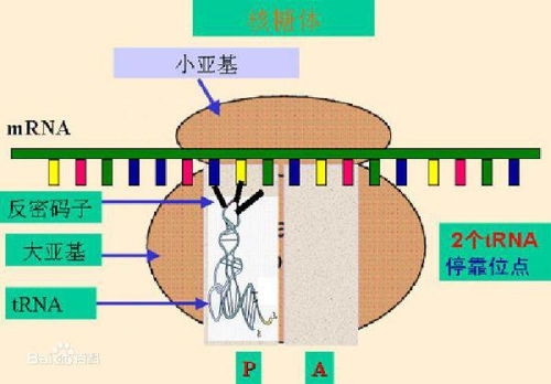 mrna是什么疫苗，mrna是什么名称