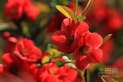 红花子籽油用途，红花子是什么植物