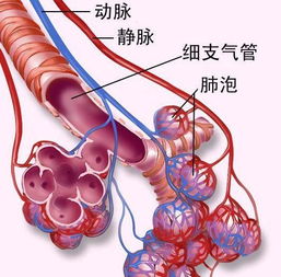 肺泡破裂，肺泡大是啥意思