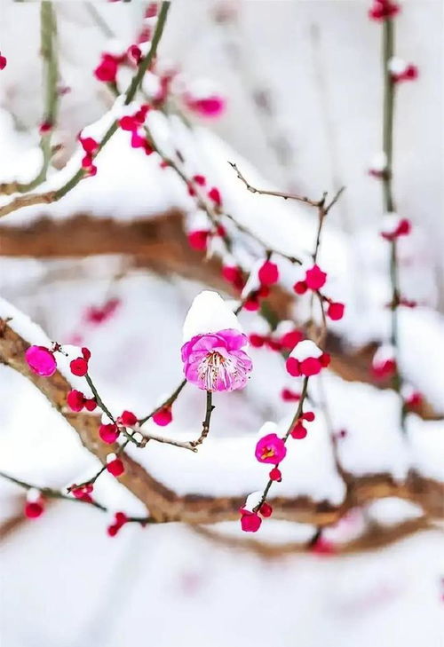 关于梅花的古诗《雪梅·其一》原文译文赏析