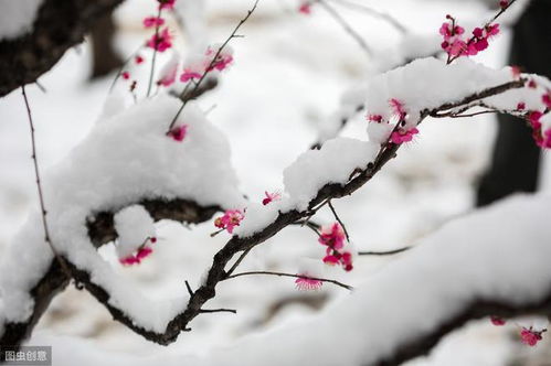 雪梅古诗其一其二其三，雪梅古诗其一宋古卢梅坡