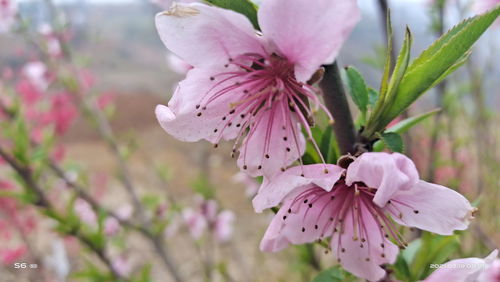 芬芳拼音怎么拼写，芬芳拼音是什么意思