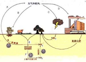 固氮作用，固氮是将什么转化成什么