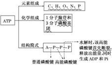 ATP什么意思