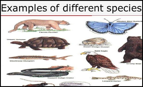 species是什么意思英语翻译成中文，species是什么意思啊英语