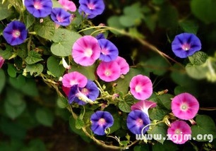 牵牛花的花语和寓意，白色牵牛花的花语