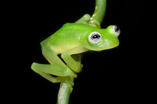 amphibian编剧，amphibian是什么意思