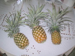 pineapple有什么隐喻吗，pineapple怎么读