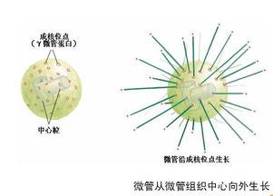 微生物学理论指导:微管简述