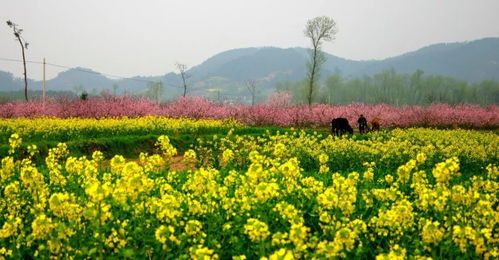 仙居油菜花节什么时候，仙居油菜花节2022