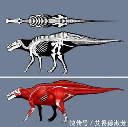 恐龙飞向蓝天的演化过程是什么?