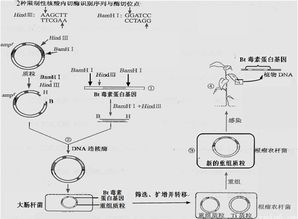 也的结构和部首是什么