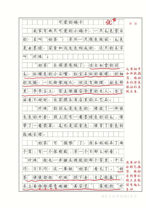 我的动物朋友作文400字左右免费，我的动物朋友作文400字左右小猫