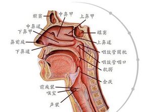 喉痹是什么意思