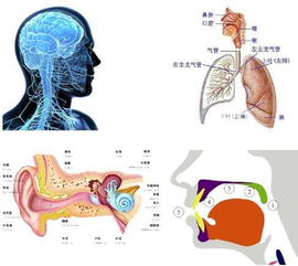 下颌读音 下颌怎么读