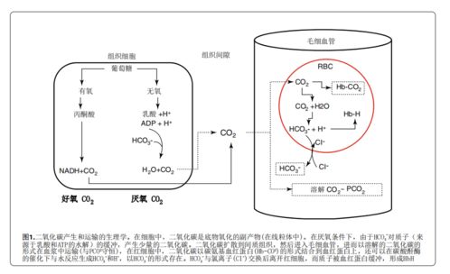 二氧化碳分压由高至低的顺序通常是