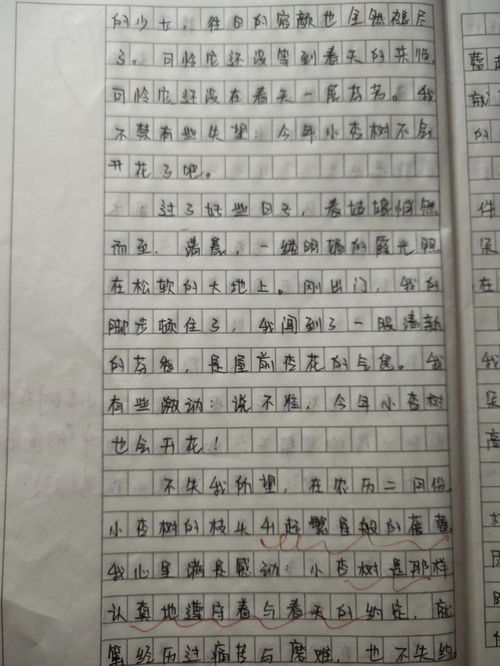 花的作文400字左右三年级，校园蔷薇花的作文400字左右