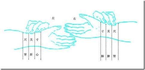 中医的寸脉,关脉,尺脉分别在哪里,表示什么