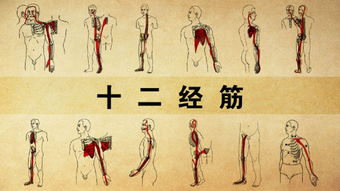 十二经络图及走向图，十二经络对应的十二时辰