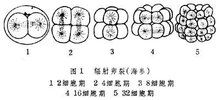 卵裂是什么意思，卵裂期