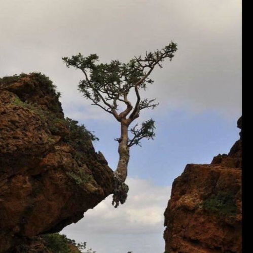 悬崖边的树一诗的作者是