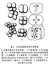 鱼早期胚胎发育的卵裂如何形成?