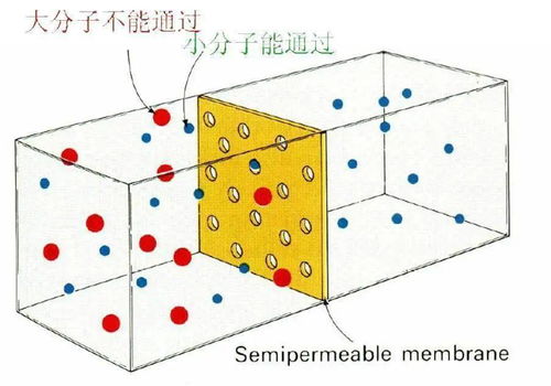 半透膜能透过胶体吗，半透膜渗透原理