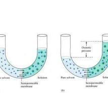 半透膜是什么