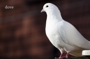 鸽子英语怎么读pigeon