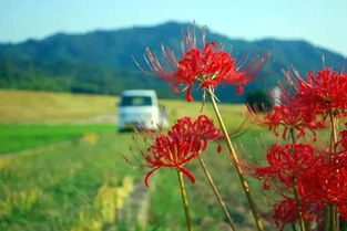 舍子花阿悄，舍子花是什么意思