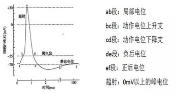 动作电位的产生机制，动作电位的特点