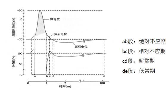 动作电位名词解释生理学