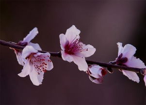 芬芳馥郁的意思，芬芳扑鼻的意思