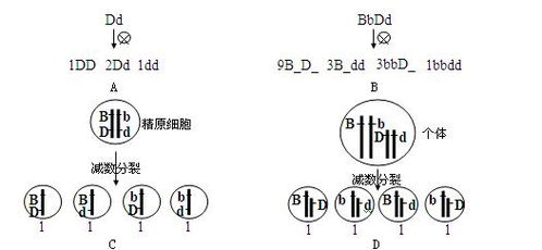 自由组合定律的实质是等位基因自由组合，自由组合定律的实质发生在什么时期