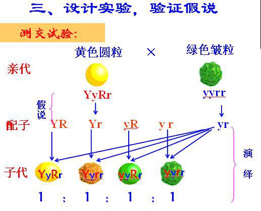 基因的自由组合定律的实质是什么